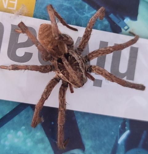 Hogna radiata